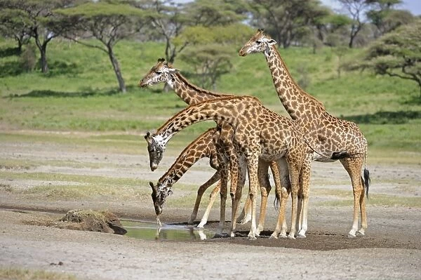Masai Giraffe (Giraffa camelopardalis tippelskirchi) four adults, drinking, Serengeti N. P. Tanzania