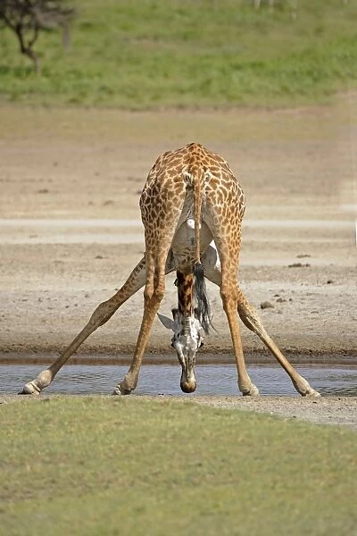 Masai Giraffe (Giraffa camelopardalis tippelskirchi) adult, drinking, Serengeti N. P. Tanzania
