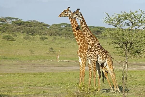 Masai Giraffe (Giraffa camelopardalis tippelskirchi) two adult males, standing side by side prior to fighting