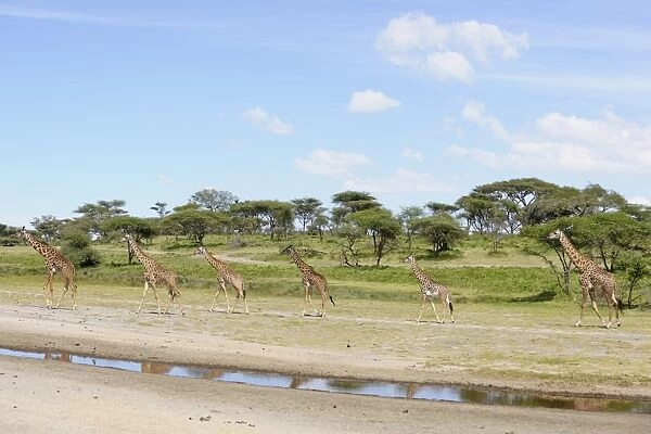 Masai Giraffe (Giraffa camelopardalis tippelskirchi) adults and juveniles, walking beside water in savanna habitat