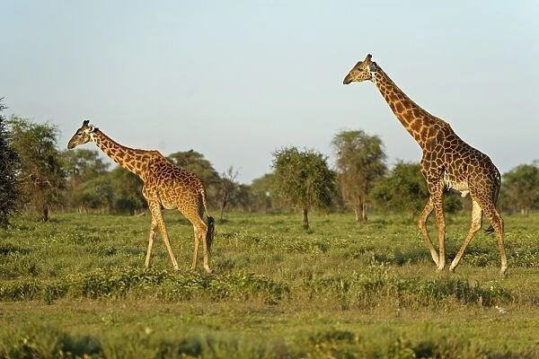 Masai Giraffe (Giraffa camelopardalis tippelskirchi) adult male and female, walking in savanna habitat, Serengeti N. P