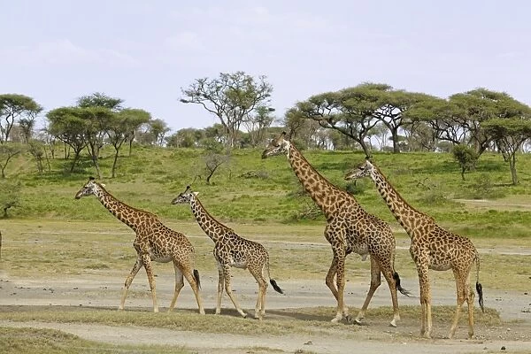 Masai Giraffe (Giraffa camelopardalis tippelskirchi) adults and juveniles, walking in savanna habitat, Serengeti N. P