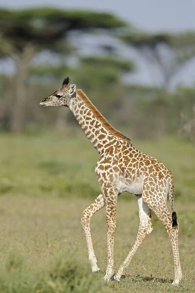 Masai Giraffe (Giraffa camelopardalis tippelskirchi) young, walking in savanna, Serengeti N. P. Tanzania