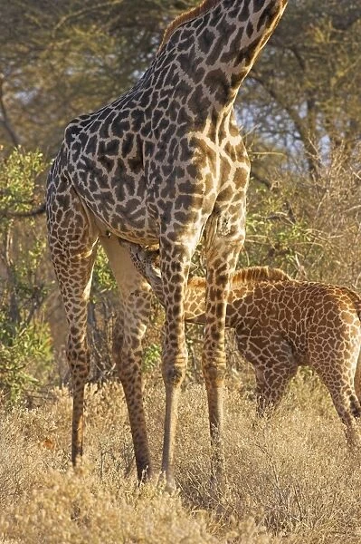 Masai Giraffe (Giraffa camelopardalis tippelskirchi) adult female with young, suckling, Serengeti N. P. Tanzania