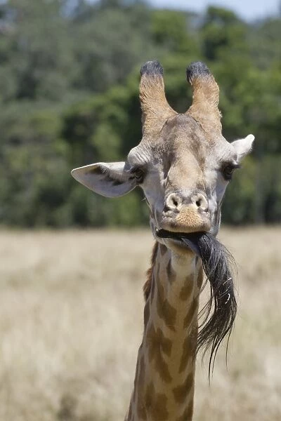 Masai Giraffe (Giraffa camelopardalis tippelskirchi) adult, close-up of head