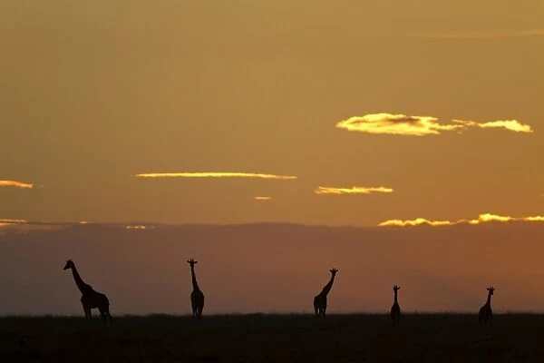 Masai Giraffe (Giraffa camelopardalis tippelskirchi) five adults, silhouetted in savannah at sunrise, Serengeti N. P
