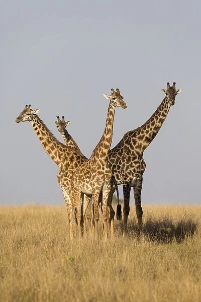 Masai Giraffe (Giraffa camelopardalis tippelskirchi) adult male and females, standing in savannah