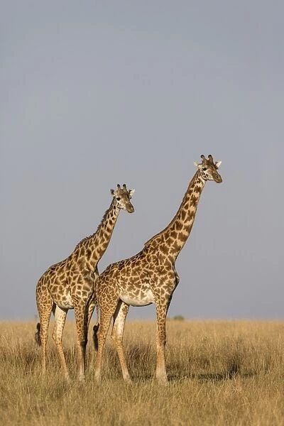 Masai Giraffe (Giraffa camelopardalis tippelskirchi) two adult females, standing in savannah