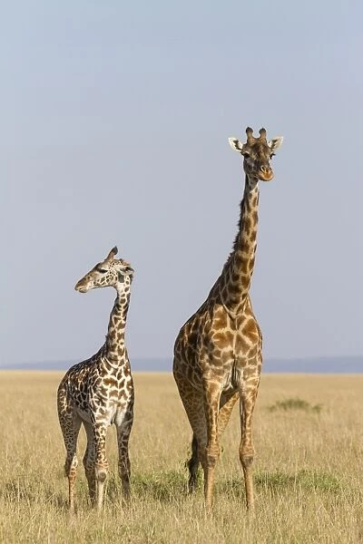 Masai Giraffe (Giraffa camelopardalis tippelskirchi) adult female and young, standing in savannah