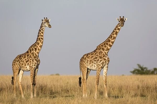 Masai Giraffe (Giraffa camelopardalis tippelskirchi) two adult females, standing in savannah