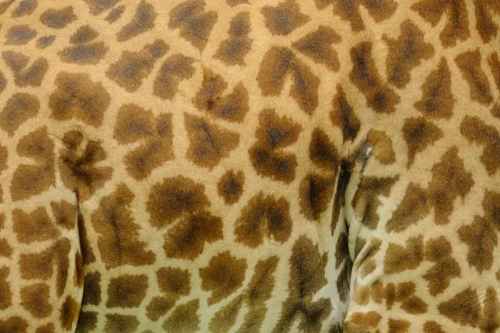 Framed Print : Masai Giraffe (Giraffa camelopardalis tippelskirchi) adult, close-up of skin, Ruaha N. P. Tanzania Framed Print : Masai Giraffe (Giraffa camelopardalis tippelskirchi) adult, close-up of skin, Ruaha N. P. Tanzania
