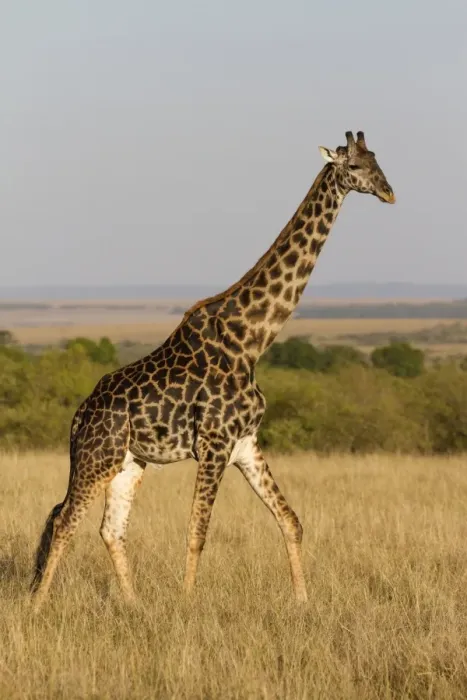 Framed Print : Masai Giraffe (Giraffa camelopardalis tippelskirchi) adult male, walking in savannah, Masai Mara National Reserve Framed Print : Masai Giraffe (Giraffa camelopardalis tippelskirchi) adult male, walking in savannah, Masai Mara National Reserve