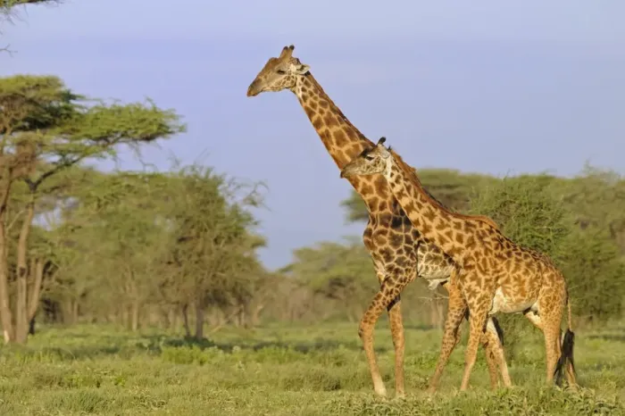 Framed Print : Masai Giraffe (Giraffa camelopardalis tippelskirchi) adult male and female, walking in savanna habitat, Serengeti N. P