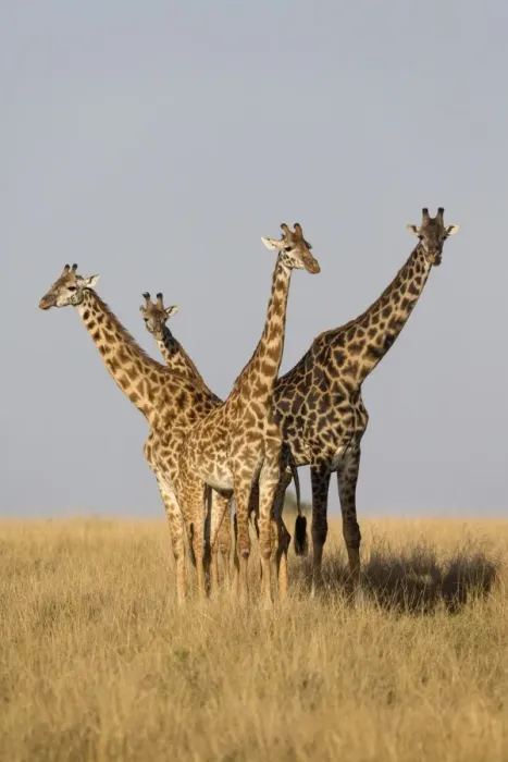 Framed Print : Masai Giraffe (Giraffa camelopardalis tippelskirchi) adult male and females, standing in savannah