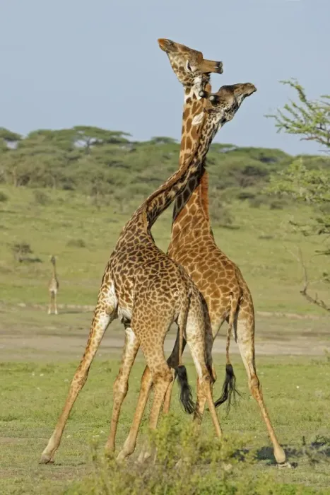 Framed Print : Masai Giraffe (Giraffa camelopardalis tippelskirchi) two adult males, fighting, necking or neck-sparring