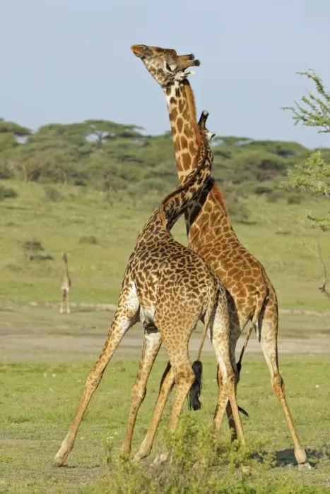 Framed Print : Masai Giraffe (Giraffa camelopardalis tippelskirchi) two adult males, fighting, necking or neck-sparring Framed Print : Masai Giraffe (Giraffa camelopardalis tippelskirchi) two adult males, fighting, necking or neck-sparring