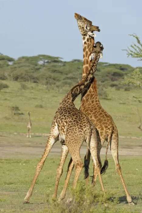 Framed Print : Masai Giraffe (Giraffa camelopardalis tippelskirchi) two adult males, fighting, necking or neck-sparring