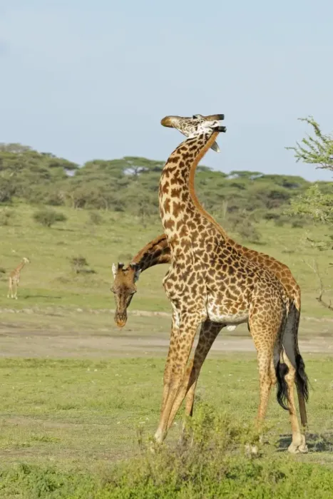 Framed Print : Masai Giraffe (Giraffa camelopardalis tippelskirchi) two adult males, fighting, necking or neck-sparring Framed Print : Masai Giraffe (Giraffa camelopardalis tippelskirchi) two adult males, fighting, necking or neck-sparring