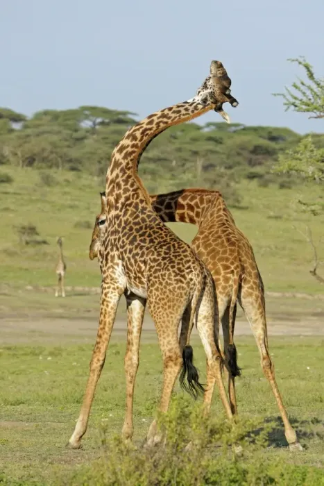 Framed Print : Masai Giraffe (Giraffa camelopardalis tippelskirchi) two adult males, fighting, necking or neck-sparring Framed Print : Masai Giraffe (Giraffa camelopardalis tippelskirchi) two adult males, fighting, necking or neck-sparring