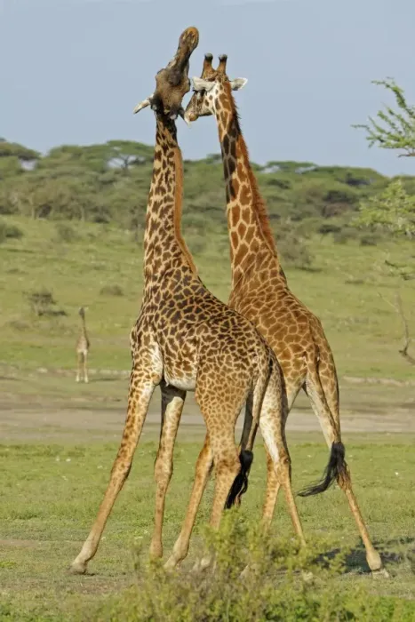Framed Print : Masai Giraffe (Giraffa camelopardalis tippelskirchi) two adult males, fighting, necking or neck-sparring Framed Print : Masai Giraffe (Giraffa camelopardalis tippelskirchi) two adult males, fighting, necking or neck-sparring