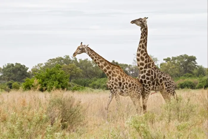 Framed Print : Masai Giraffe (Giraffa camelopardalis tippelskirchi) adult pair, prior to mating, Okavango Delta, Botswana Framed Print : Masai Giraffe (Giraffa camelopardalis tippelskirchi) adult pair, prior to mating, Okavango Delta, Botswana