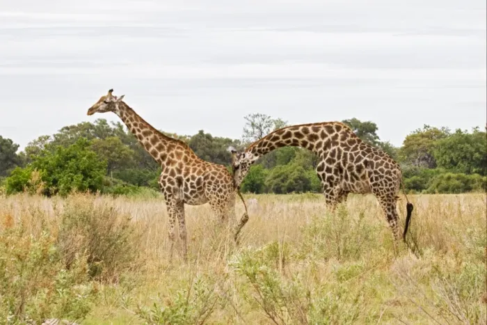 Framed Print : Masai Giraffe (Giraffa camelopardalis tippelskirchi) adult pair, male checking female readiness prior to mating