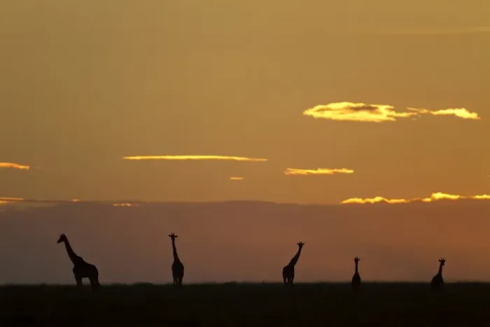 Framed Print : Masai Giraffe (Giraffa camelopardalis tippelskirchi) five adults, silhouetted in savannah at sunrise, Serengeti N. P Framed Print : Masai Giraffe (Giraffa camelopardalis tippelskirchi) five adults, silhouetted in savannah at sunrise, Serengeti N. P