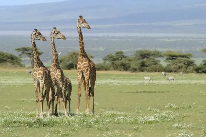 Framed Print : Masai Giraffe (Giraffa camelopardalis tippelskirchi) adults and young, standing in savanna with zebras in background, Serengeti N. P. Tanzania