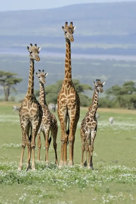 Framed Print : Masai Giraffe (Giraffa camelopardalis tippelskirchi) adults and young, standing in savanna with zebras in background