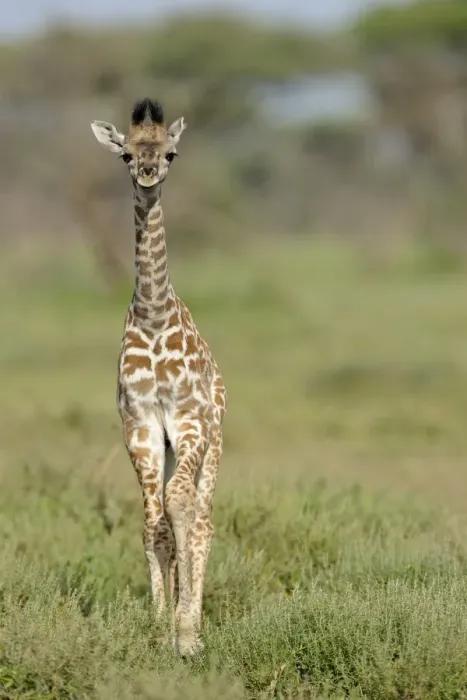 Framed Print : Masai Giraffe (Giraffa camelopardalis tippelskirchi) young, standing in savanna, Serengeti N. P. Tanzania Framed Print : Masai Giraffe (Giraffa camelopardalis tippelskirchi) young, standing in savanna, Serengeti N. P. Tanzania