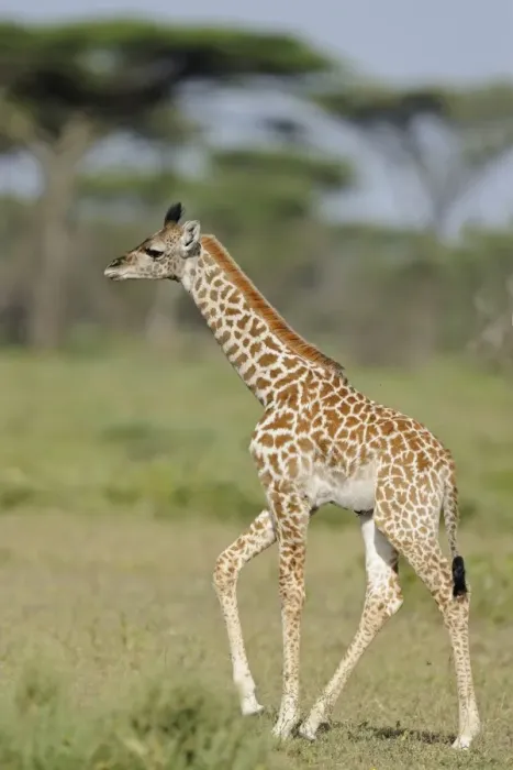 Framed Print : Masai Giraffe (Giraffa camelopardalis tippelskirchi) young, walking in savanna, Serengeti N. P. Tanzania Framed Print : Masai Giraffe (Giraffa camelopardalis tippelskirchi) young, walking in savanna, Serengeti N. P. Tanzania