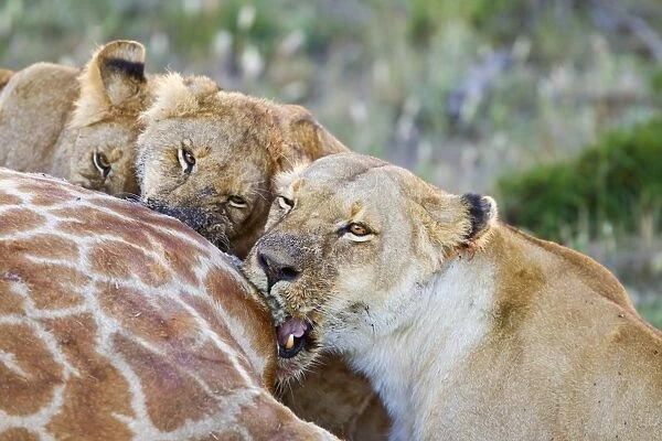 Masai Lion (Panthera leo nubica) adult female and juveniles, close-up of heads, feeding at giraffe carcass, Kenya