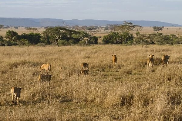Masai Lion (Panthera leo nubica) adult females and cubs, pride walking in savannah habitat, Serengeti N. P