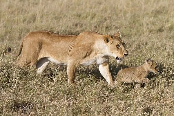 Masai Lion (Panthera leo nubica) adult female and cub, walking in savannah, Masai Mara National Reserve, Kenya, August