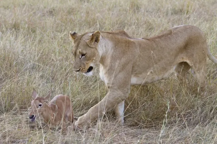 Framed Print : Masai Lion (Panthera leo nubica) adult female, with Topi (Damaliscus lunatus) calf prey, Masai Mara, Kenya, August Framed Print : Masai Lion (Panthera leo nubica) adult female, with Topi (Damaliscus lunatus) calf prey, Masai Mara, Kenya, August