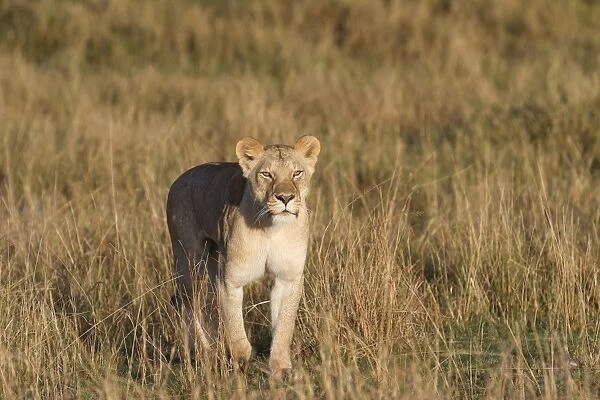 Masai Lion (Panthera leo nubica) adult female, walking in savannah, Masai Mara National Reserve, Kenya, August