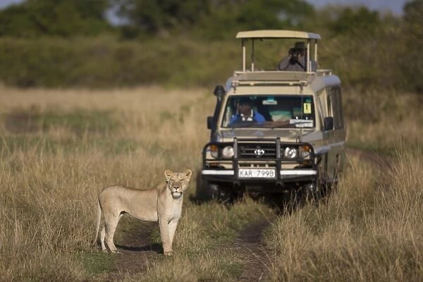 Masai Lion (Panthera leo nubica) adult female, standing on track with safari vehicle in savannah