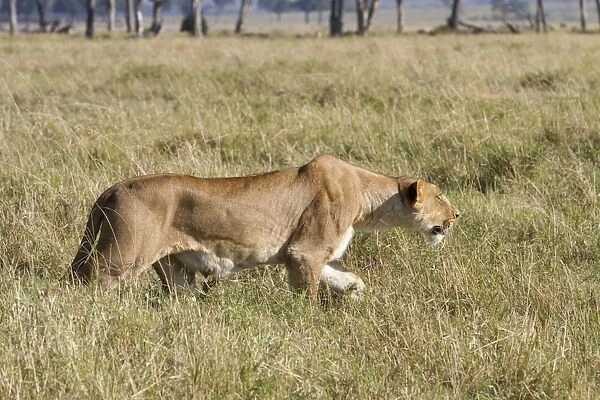Masai Lion (Panthera leo nubica) adult female, stalking prey in savannah, Masai Mara National Reserve, Kenya, August