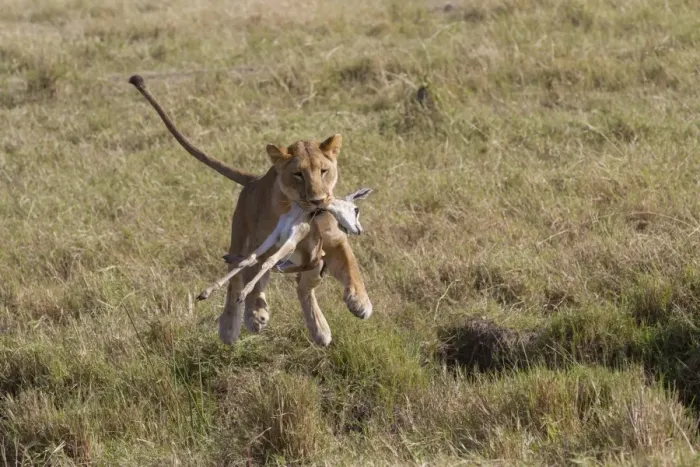 Framed Print : Masai Lion (Panthera leo nubica) adult female, with Thomsons Gazelle (Eudorcas thomsoni) young in mouth Framed Print : Masai Lion (Panthera leo nubica) adult female, with Thomsons Gazelle (Eudorcas thomsoni) young in mouth