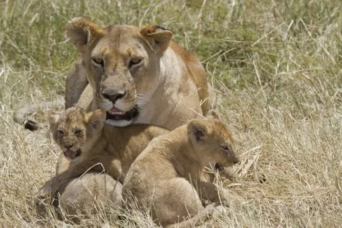 Framed Print : Masai Lion (Panthera leo nubica) adult female with cubs, resting in grass, Masai Mara, Kenya, August Framed Print : Masai Lion (Panthera leo nubica) adult female with cubs, resting in grass, Masai Mara, Kenya, August