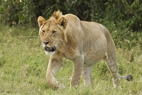 Masai Lion (Panthera leo nubica) adult male, with engorged stomach, walking in savannah, Masai Mara, Kenya, October
