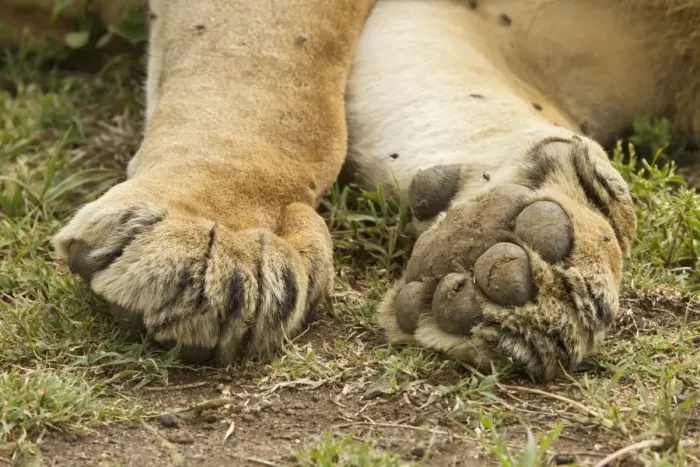 Framed Print : Masai Lion (Panthera leo nubica) adult male, close-up of paws, resting, Masai Mara, Kenya, October Framed Print : Masai Lion (Panthera leo nubica) adult male, close-up of paws, resting, Masai Mara, Kenya, October
