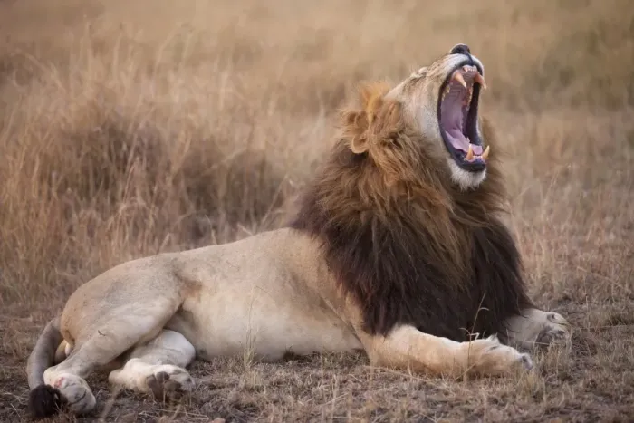 Framed Print : Masai Lion (Panthera leo nubica) adult male, yawning, resting in savannah at dusk, Masai Mara, Kenya, August Framed Print : Masai Lion (Panthera leo nubica) adult male, yawning, resting in savannah at dusk, Masai Mara, Kenya, August