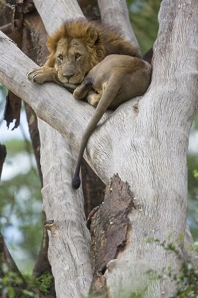 Masai Lion (Panthera leo nubica) adult male, resting in tree, Lake Nakuru N. P. Great Rift Valley, Kenya, August