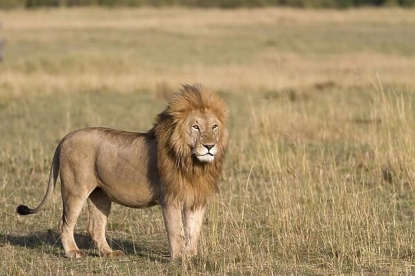Masai Lion (Panthera leo nubica) adult male, standing in savannah, Masai Mara National Reserve, Kenya, August