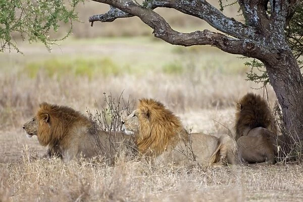 Masai Lion (Panthera leo nubica) three adult males, resting under tree, Serengeti N. P. Tanzania, December