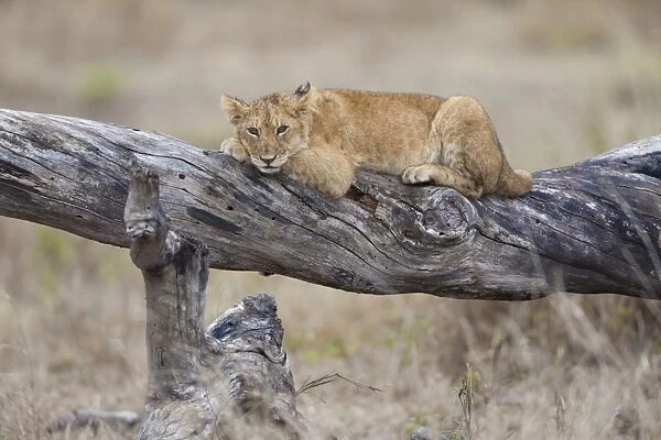 Masai Lion (Panthera leo nubica) cub, resting on fallen branch, Serengeti N. P. Tanzania, December