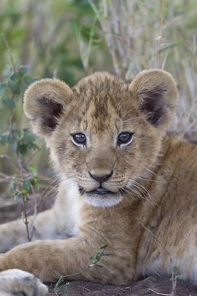Masai Lion (Panthera leo nubica) cub, with leaf in mouth, close-up of head, Serengeti N. P. Tanzania, December