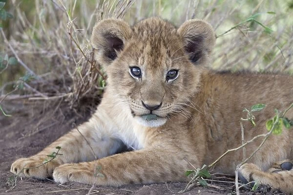 Masai Lion (Panthera leo nubica) cub, with leaf in mouth, close-up of head and front paws, Serengeti N. P