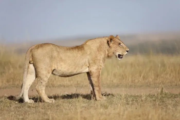 Framed Print : Masai Lion (Panthera leo nubica) immature male, standing in savannah, Masai Mara, Kenya, August